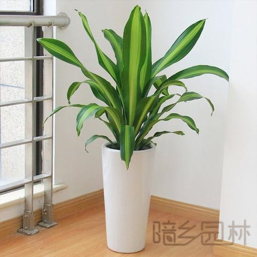 宁波绿植租赁-也门铁