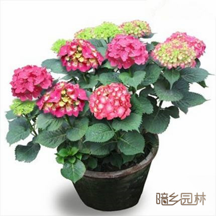 宁波花卉租摆-绣球花
