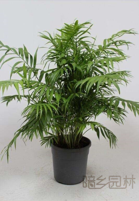 宁波绿植租赁-袖珍椰子